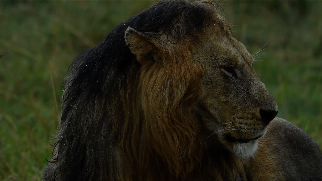 Masai Mara for Big Cat Sightings