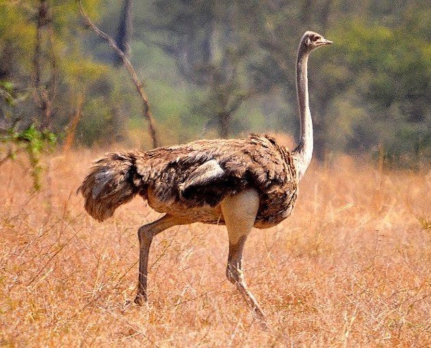 Birding Trips