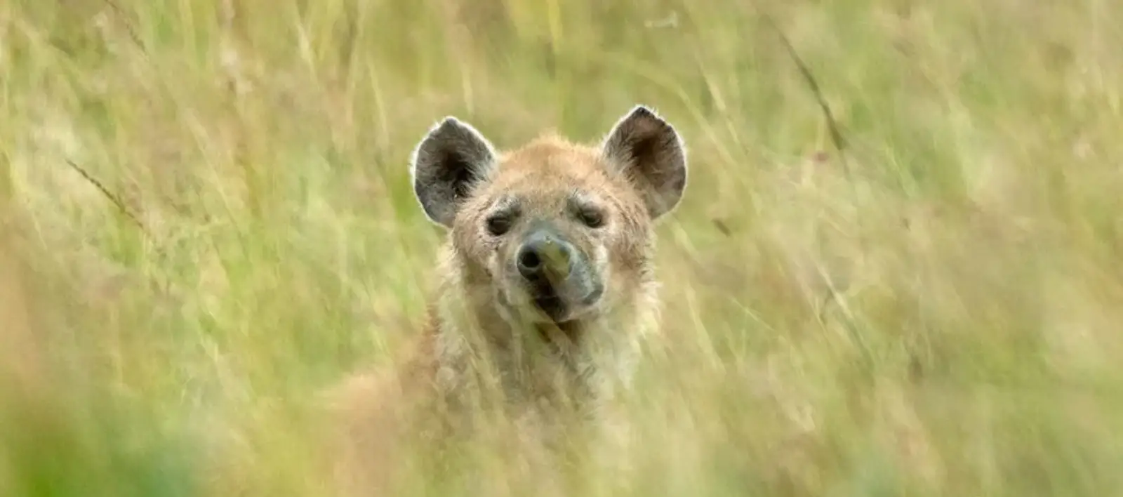 Hyena-Masai-mara