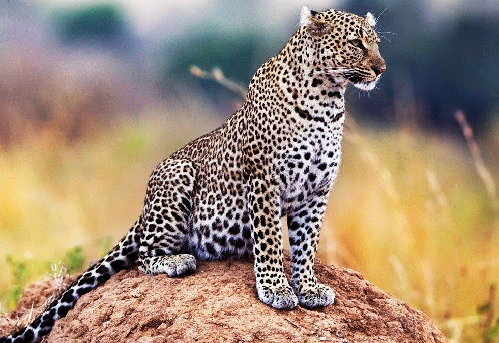 Leopard Trails