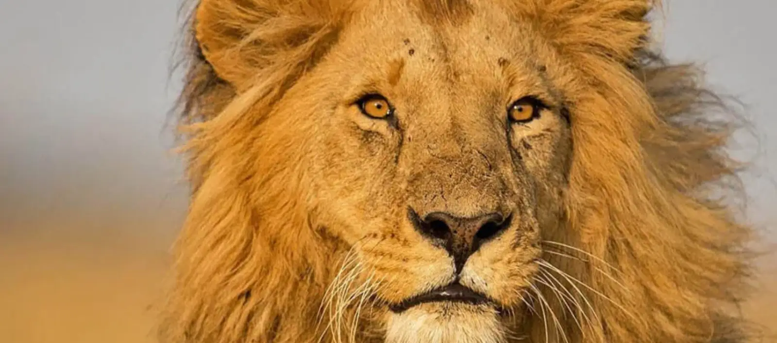 Magical-Mara-Lion