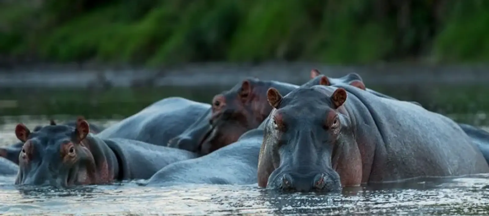 Masai-Mara-Hippos