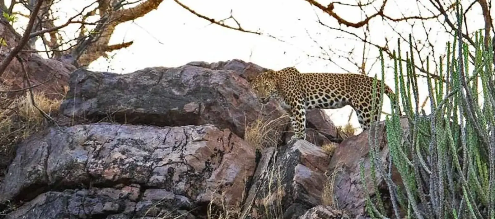 Ranthambore-Leopard
