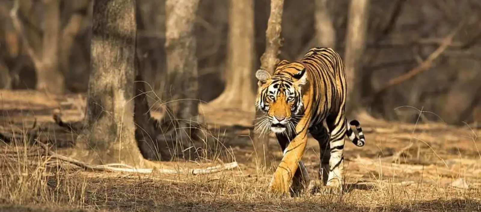Ranthambore-Tiger