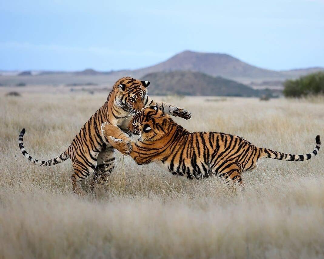 Tiger Safari