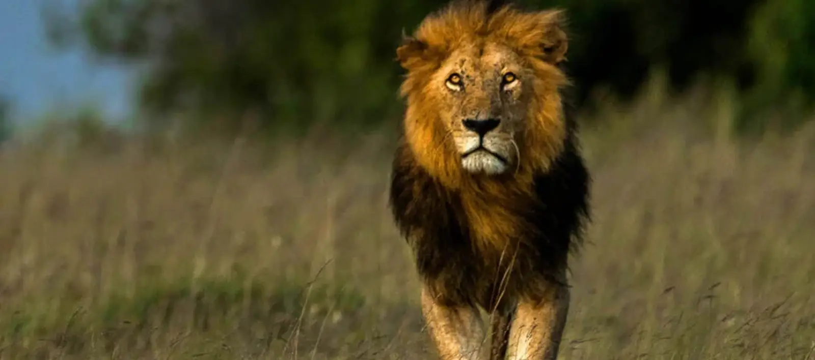 lion