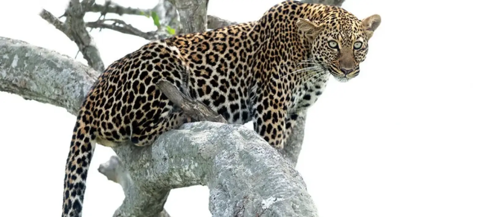 tigerimg